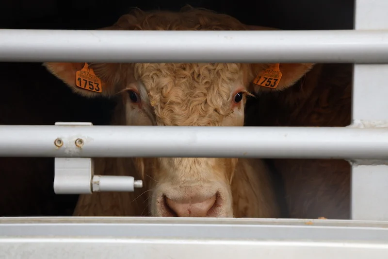 المغرب يركز على استيراد عجول البرازيل لضبط أسعار اللحوم الحمراء