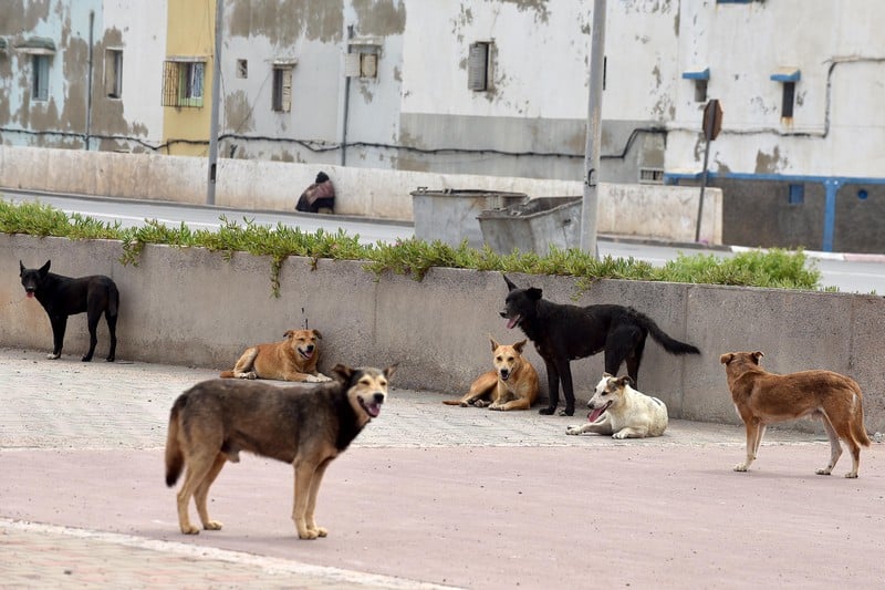 نشطاء يؤيدون المقاربة التشاركية في تعامل الجماعات مع "الكلاب الضالة"
