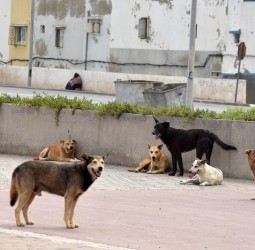 نشطاء يؤيدون المقاربة التشاركية في تعامل الجماعات مع "الكلاب الضالة"