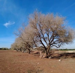 أزمة مياه سقي تهدد محاصيل زيتون